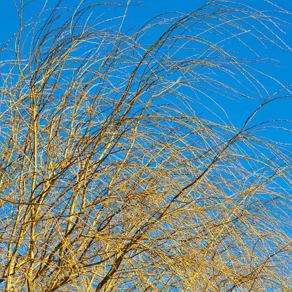 Weeping Willow Trees for Sale