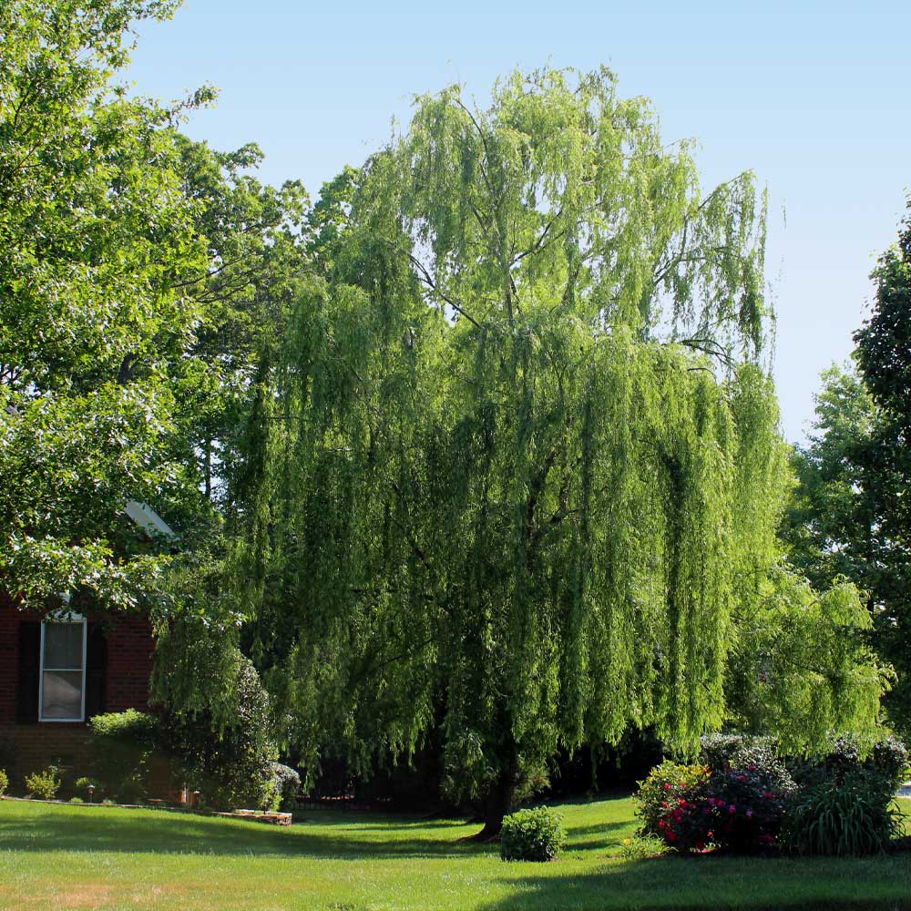 Weeping Willow in Serious Decline - Laidback Gardener