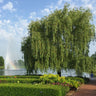 Weeping Willow Tree