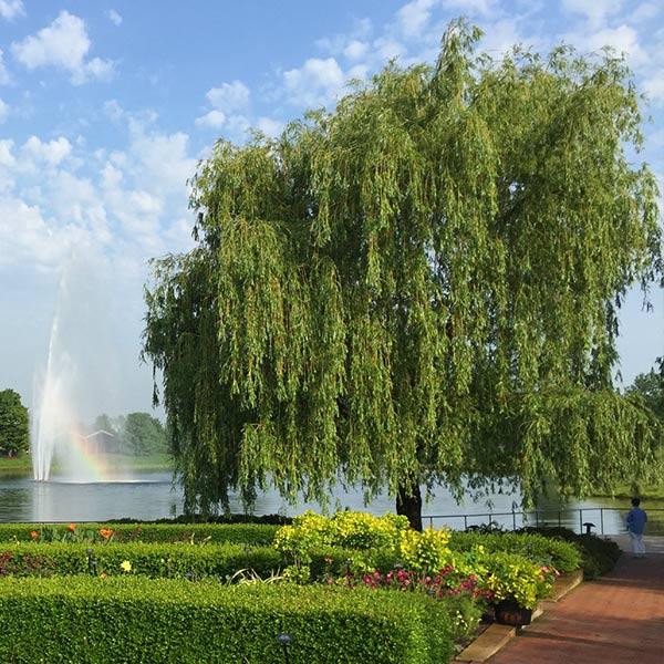 Chinese Corkscrew Willow Tree – Green Thumbs Garden