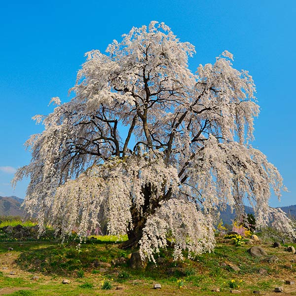 Image of Weeping Yoshino Cherry Tree