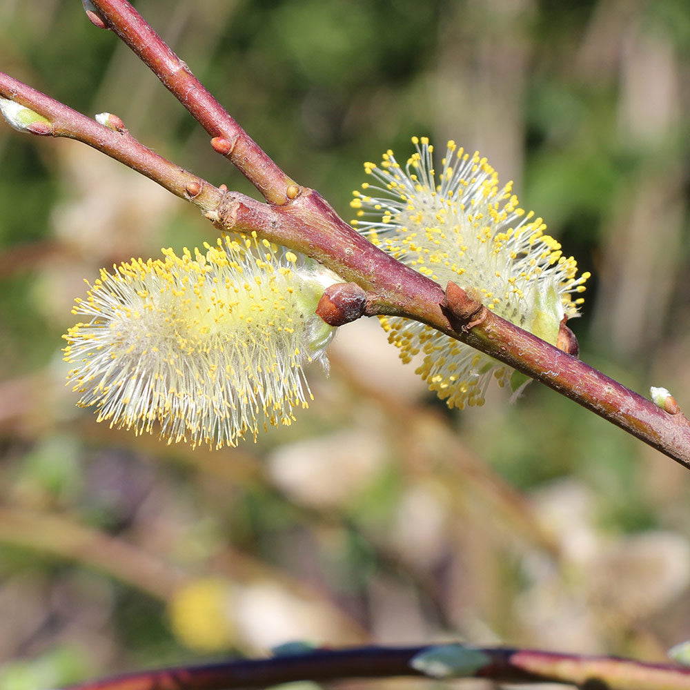 Pussy Willow Branches - Wholesale - Blooms By The Box