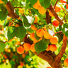 Wenatchee Apricot Tree