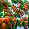 Wenatchee Apricot Tree