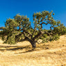 West Coast Live Oak