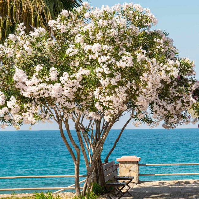 nerium oleander tree