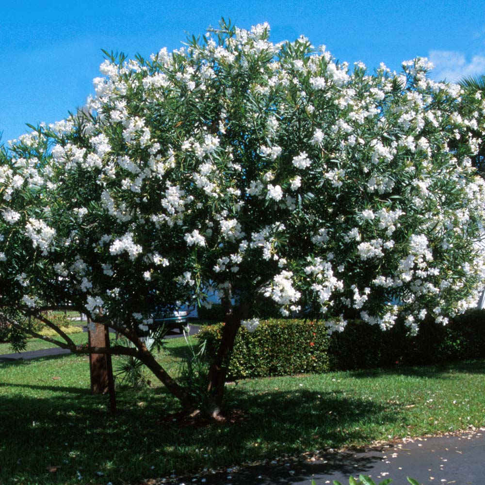 white oleander tree