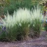 White Cloud Muhly Grass