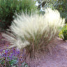 White Cloud Muhly Grass