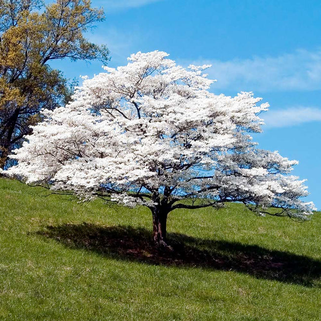 White Flowering Dogwood Trees for Sale – FastGrowingTrees.com