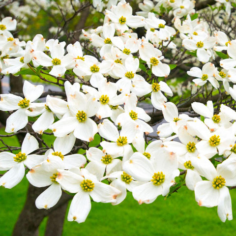white flowers tree