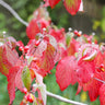 White Dogwood Tree