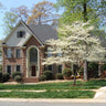 White Dogwood Tree