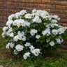 White Knock Out® Rose