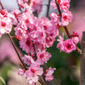 White Lady Peach Tree