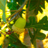 White Oak Tree