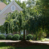 White Weeping Cherry Tree