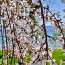 White Weeping Cherry Tree