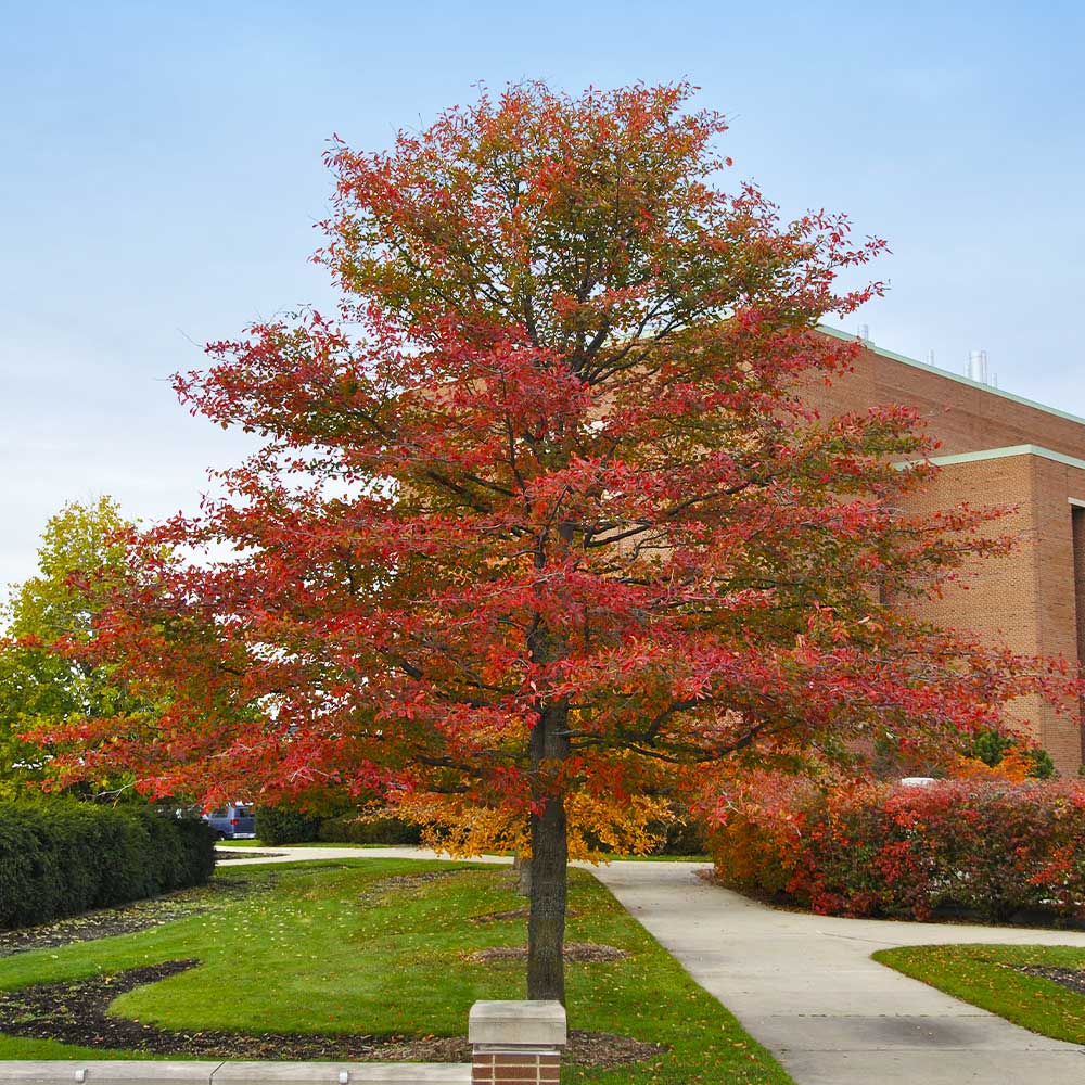 Wildfire Black Gum Tree