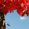 Wildfire Black Gum Tree