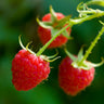 Willamette Red Raspberry Bush