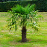 Windmill Palm Tree