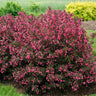 Wine & Roses® Weigela Shrub