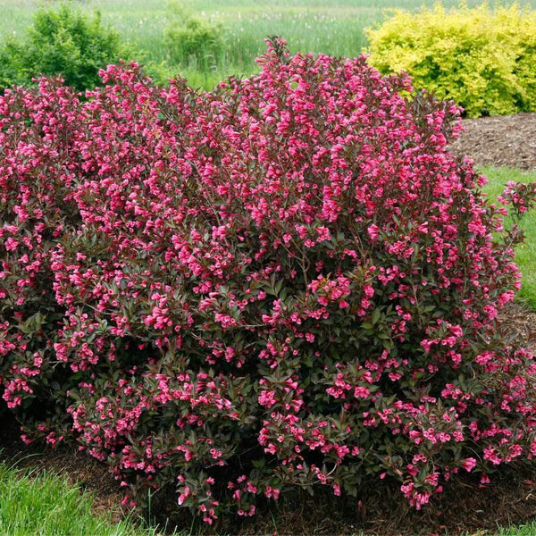 Wine & Roses® Weigela Shrubs for Sale | FastGrowingTrees.com