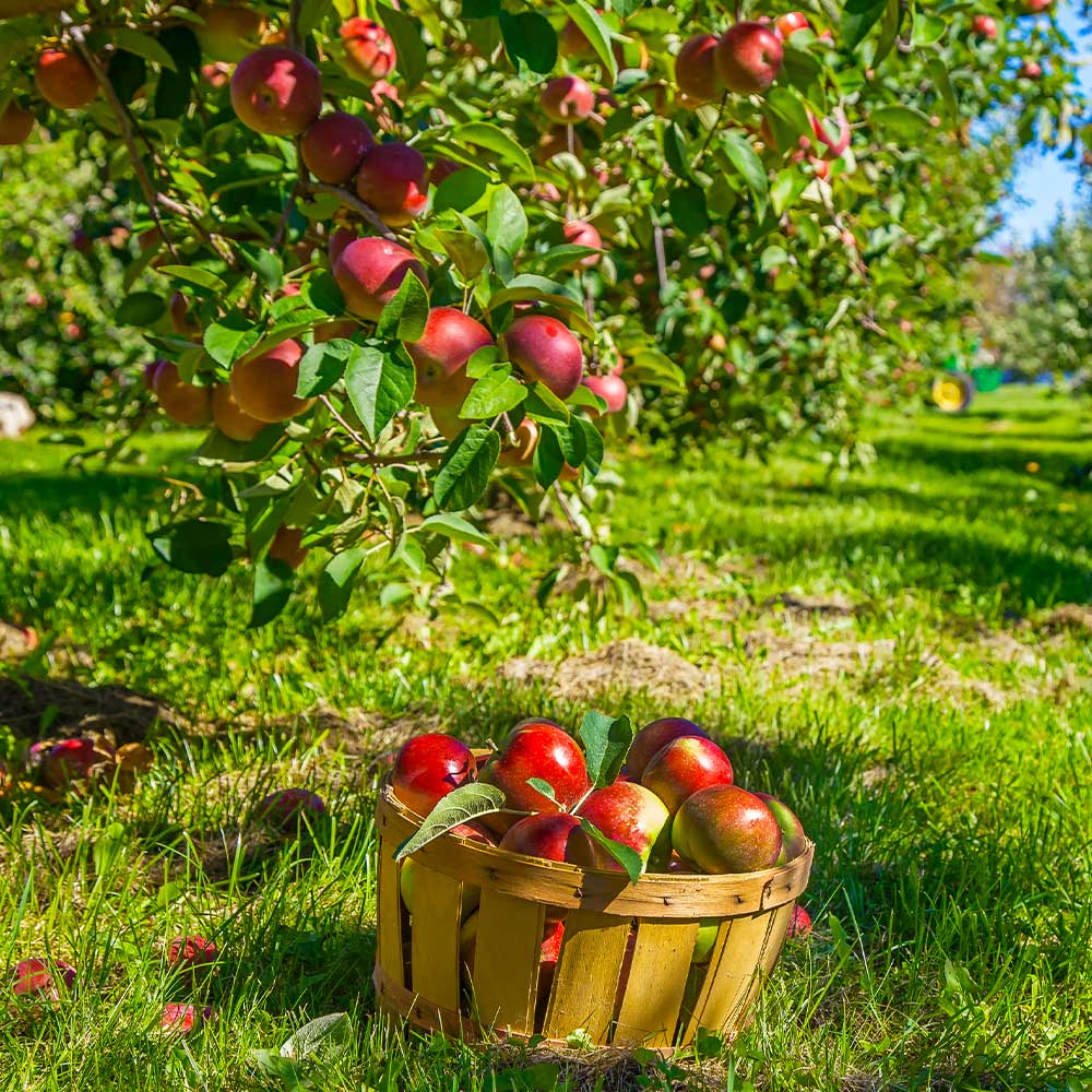 Winesap Apple Trees for Sale– FastGrowingTrees.com