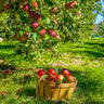 Winesap Apple Tree