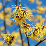 Common Witch Hazel Shrub