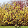 Common Witch Hazel Shrub