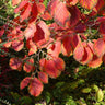 Diane Witch Hazel Shrub