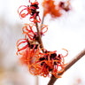 Jelena Witch Hazel Shrub