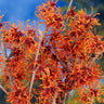 Jelena Witch Hazel Shrub