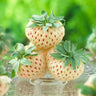 Pineberry