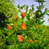 Wonderful Pomegranate Tree