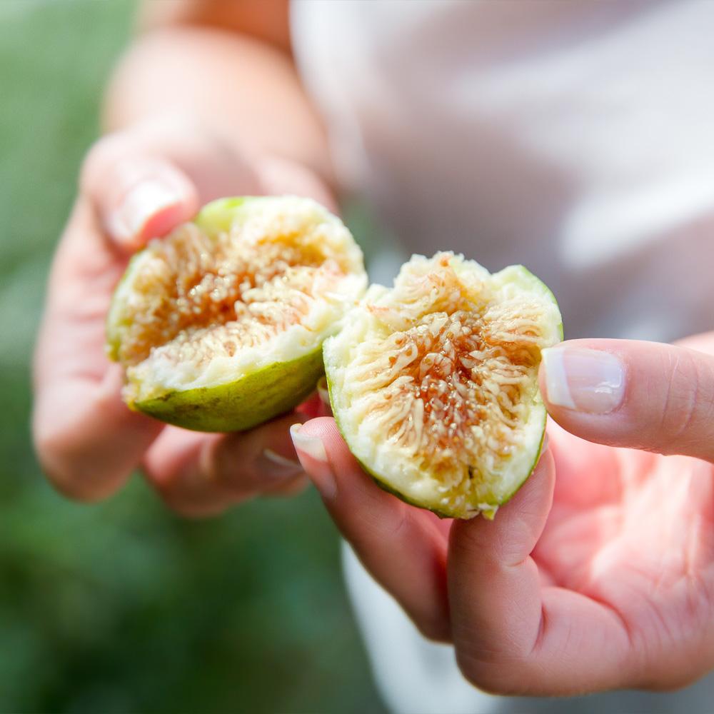 Yellow Fig Tree