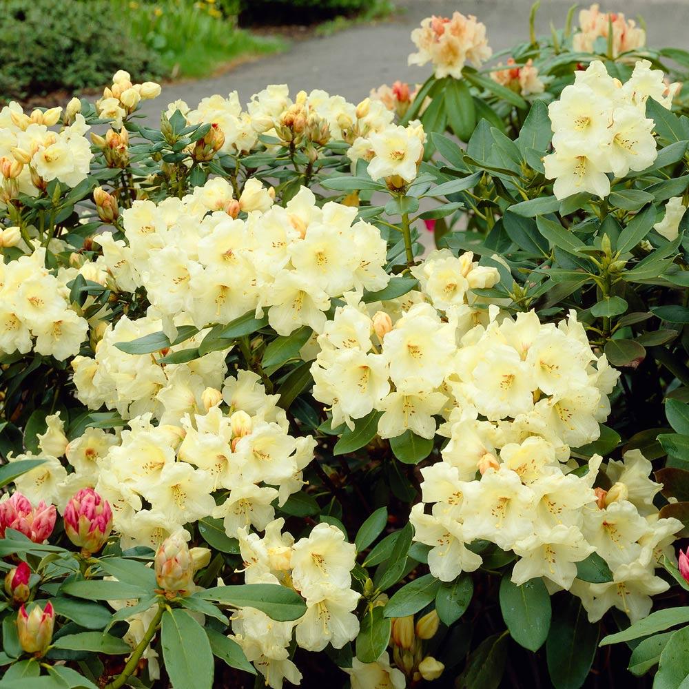 Yellow Rhododendron Shrubs For Sale Fastgrowingtrees Com