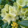 Yellow Rhododendron Shrub