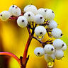 Yellow Twig Dogwood Shrub