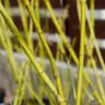 Yellow Twig Dogwood Shrub