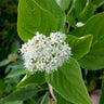 Yellow Twig Dogwood Shrub