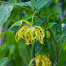 Ylang Ylang Tree