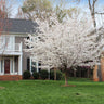 Yoshino Flowering Cherry