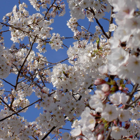 Yoshino Cherry Trees For Sale Fastgrowingtrees Com