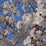 Yoshino Flowering Cherry