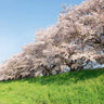 Yoshino Flowering Cherry