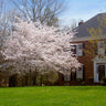 Yoshino Flowering Cherry