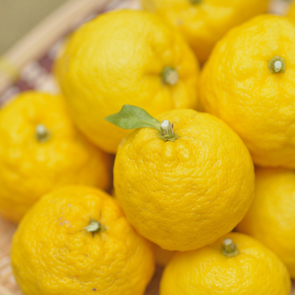 Flavor of the Week: Yuzu, a unique citrus hybrid